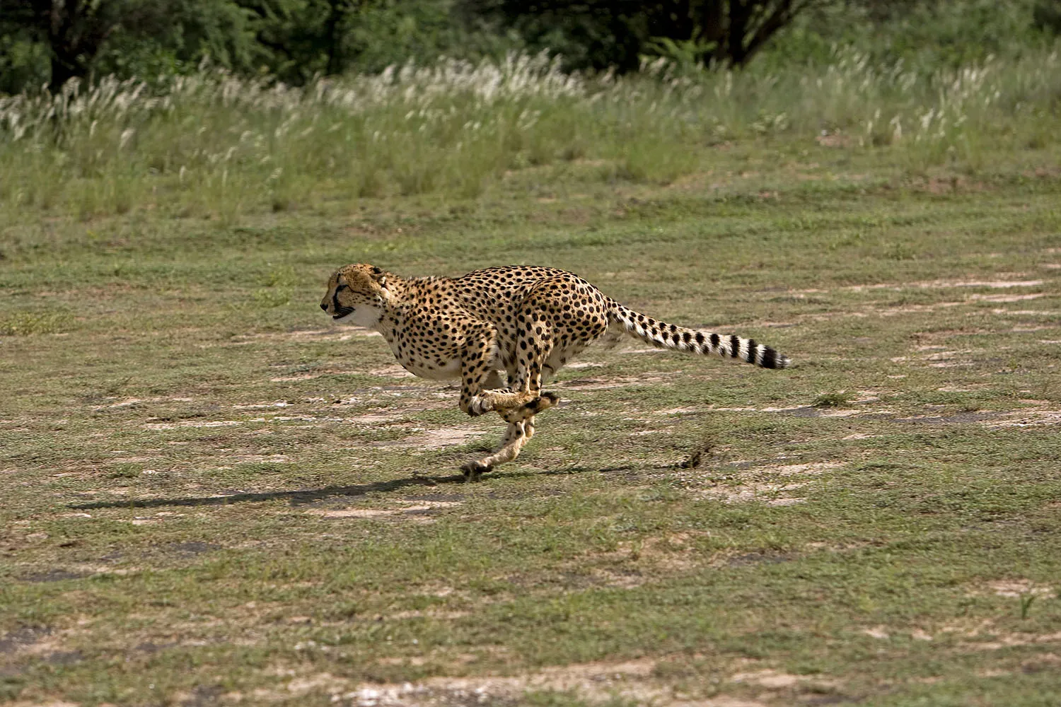 Image for Page Loading Speed